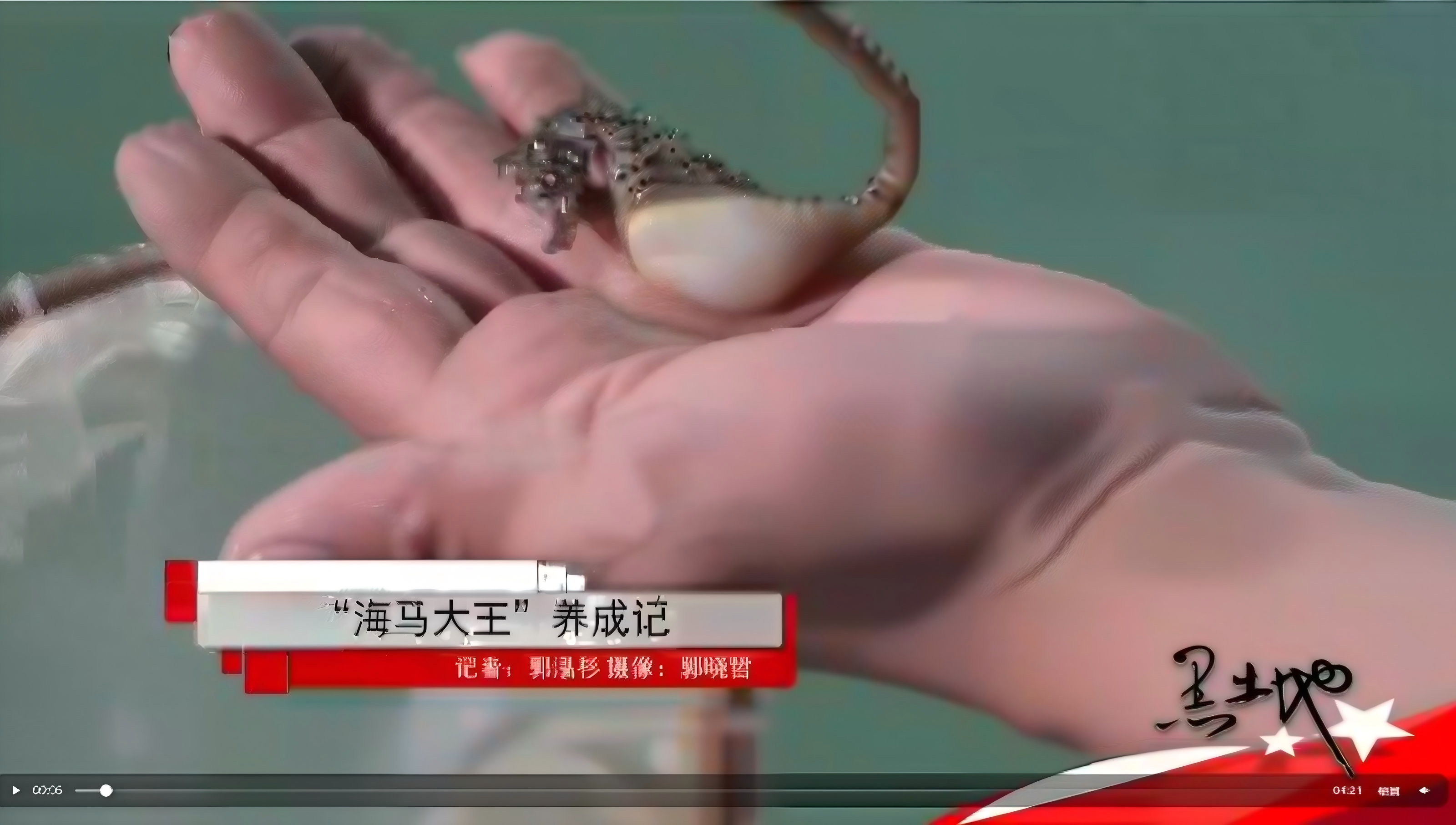 ”海马大王“养成记