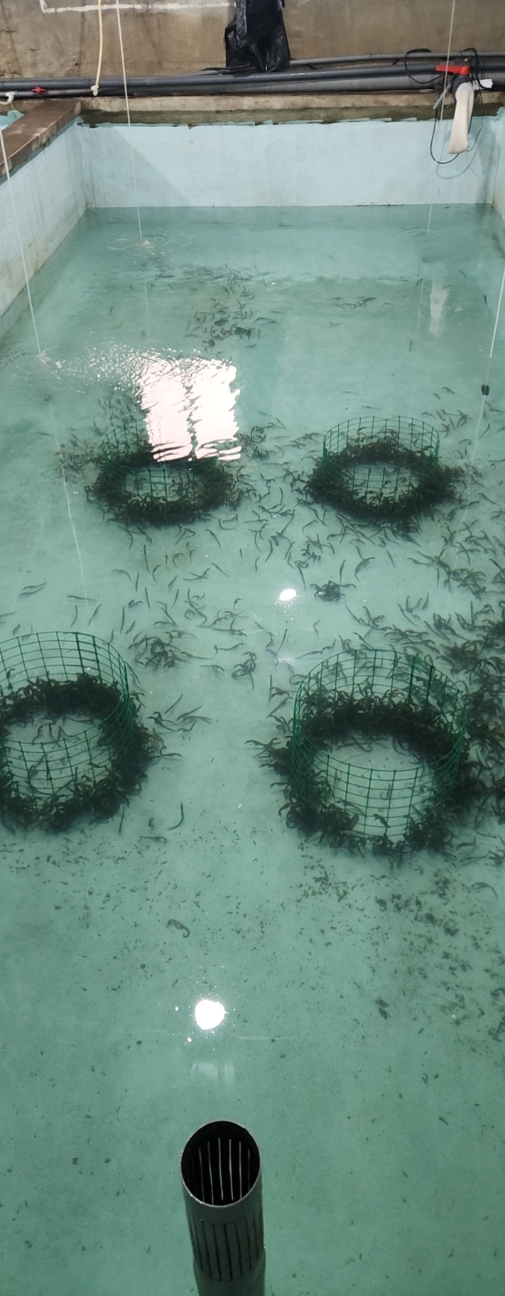 海马苗种标粗关键技术——瑷马生物基地的“育婴”之道