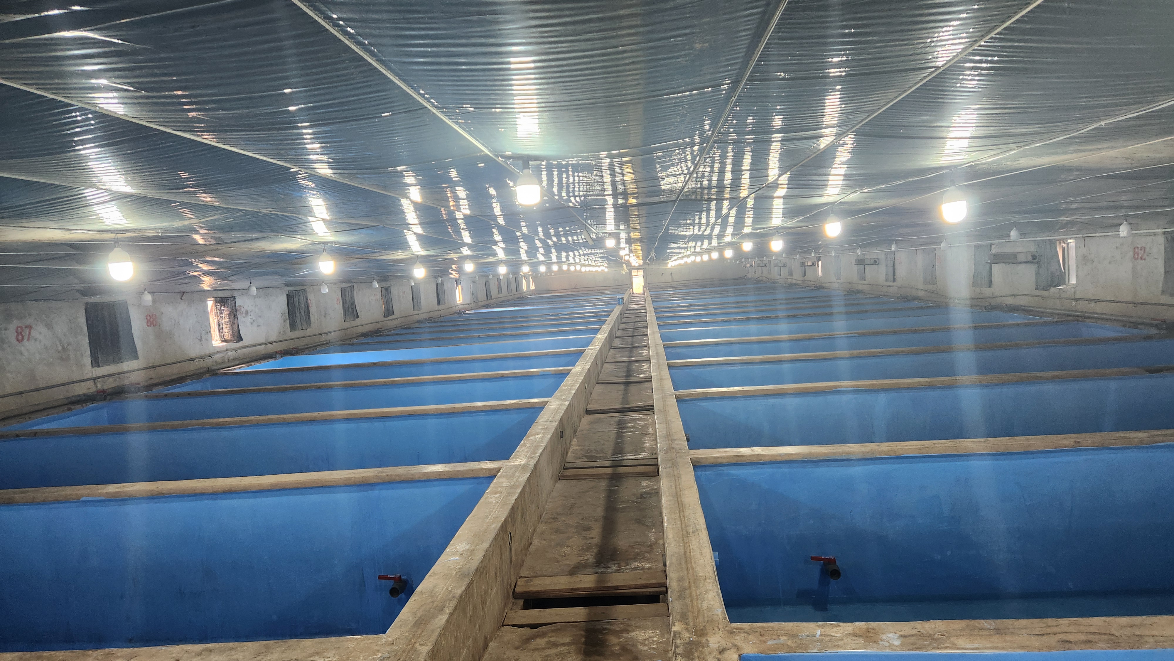 海马生态习性解析与瑷马生物养殖环境构建