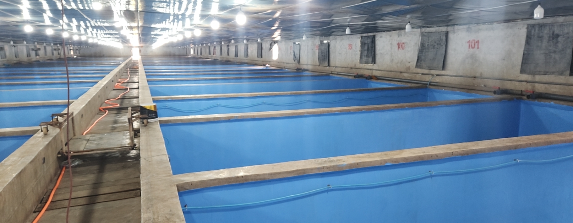 大连海马工厂化循环水养殖基地建设实录
